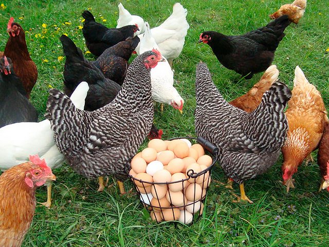 Содержание кур и уход за ними | ЗооТом - продажа, вязка и услуги для животных в Донецке