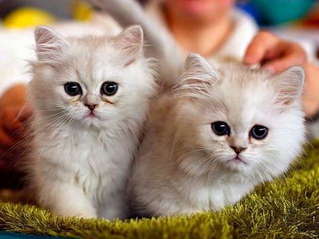 Породы кошек в Донецке | ЗооТом портал о животных