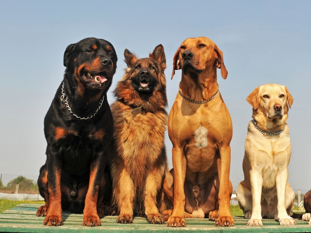 Крупные породы собак в Донецке | ЗооТом портал о животных